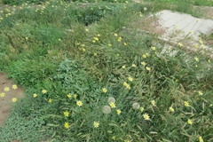 Tragopogon soltisiorum