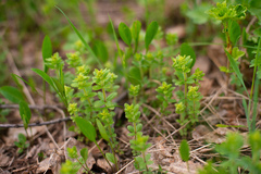 Cruciata glabra krylovii