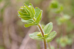 Cruciata glabra krylovii