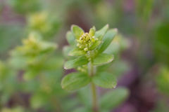 Cruciata glabra krylovii