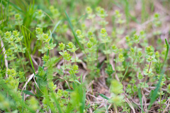Cruciata glabra krylovii