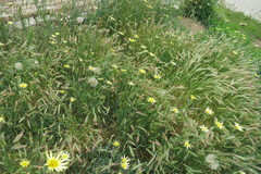 Tragopogon soltisiorum