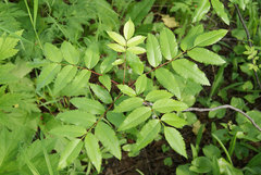 Sorbus sambucifolia