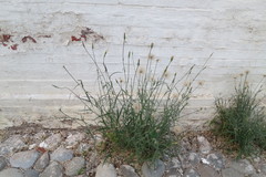 Tragopogon soltisiorum