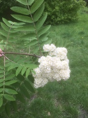 Sorbus aucuparia