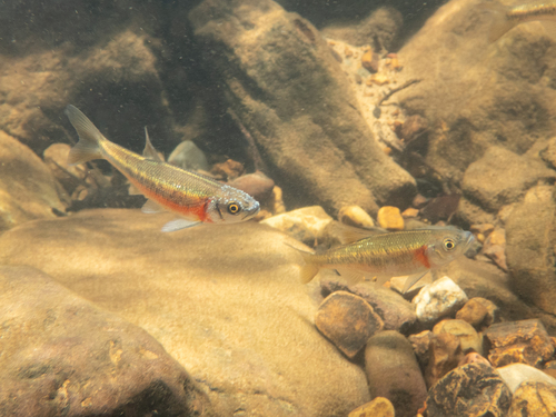 Roodzij-voorn (Clinostomus funduloides) — Cyprinidae