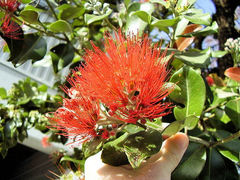 Metrosideros collina