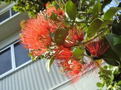 Metrosideros collina