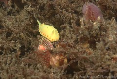 Diversidoris sulphurea