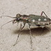 Calomera littoralis - Photo (c) komarov,  זכויות יוצרים חלקיות (CC BY-NC)