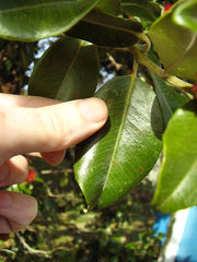 Metrosideros collina