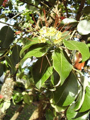 Metrosideros collina