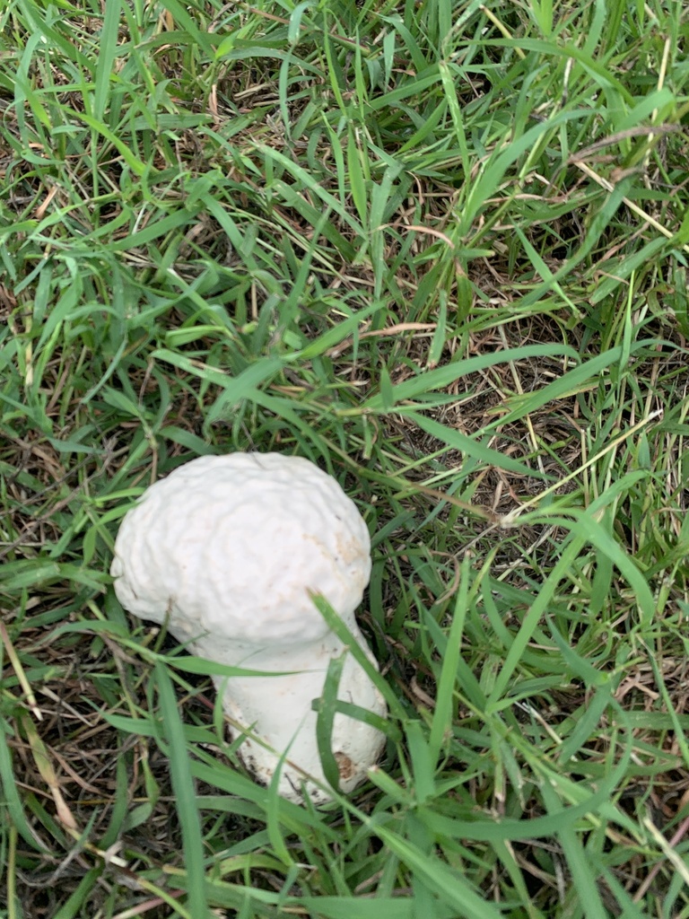 Calvatia lilacina · June 2024 · photo: © jasonccguo (iNaturalist, cc0)