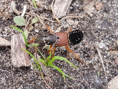 Staphylinus dimidiaticornis