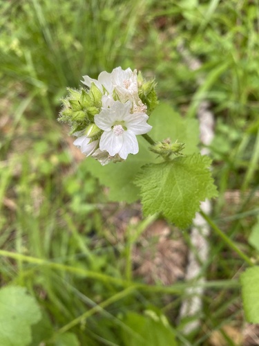 Sidalcea malachroides, photograph 5