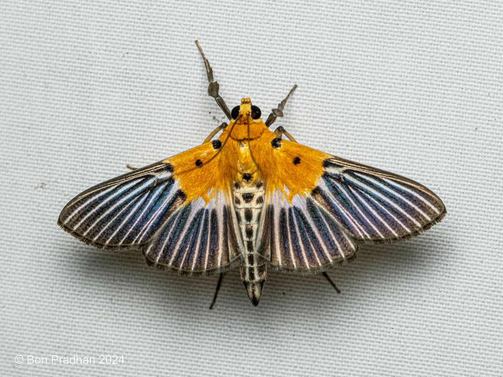 Nevrina procopia