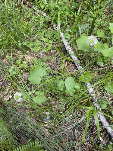 Sidalcea malachroides, photograph 6