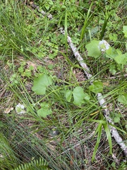 Sidalcea malachroides, photograph author not stated, no rights reserved