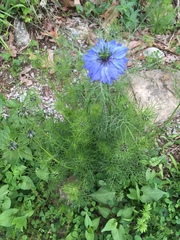 Nigella damascena