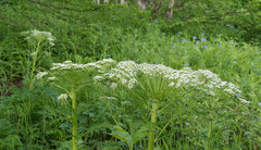Pleurospermum uralense
