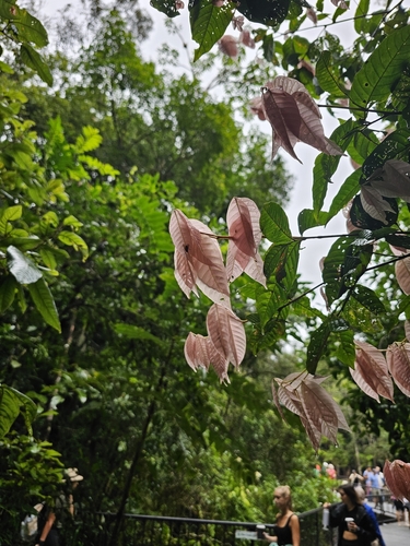 Arytera pauciflora observed 2024-05-27