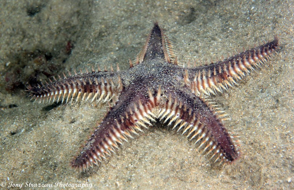 Indo-Pacific Comb Star (Astropecten polyacanthus) · iNaturalist