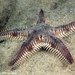 Astropecten polyacanthus - Photo (c) Tony Strazzari, μερικά δικαιώματα διατηρούνται (CC BY-NC), uploaded by Tony Strazzari