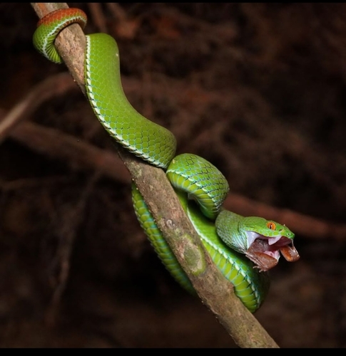 Ruby-eyed Green Pitviper, Trimeresurus rubeus