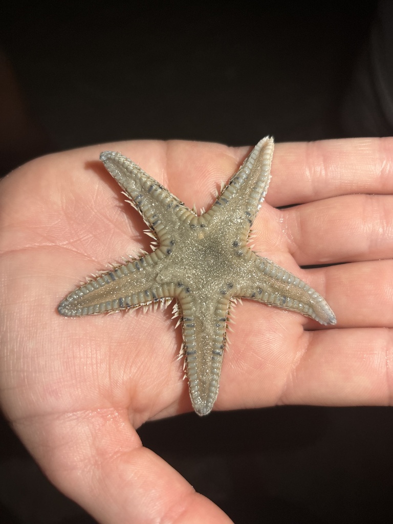 Astropecten from Long Key, St. Pete Beach, FL, US on June 5, 2024 at 11 ...