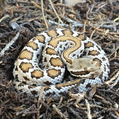 Crotalus cerberus