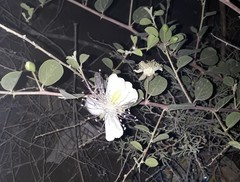 Capparis spinosa herbacea