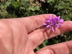 Erodium cicutarium