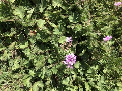 Erodium cicutarium