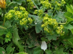 Alchemilla vulgaris