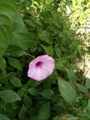 Convolvulus althaeoides althaeoides