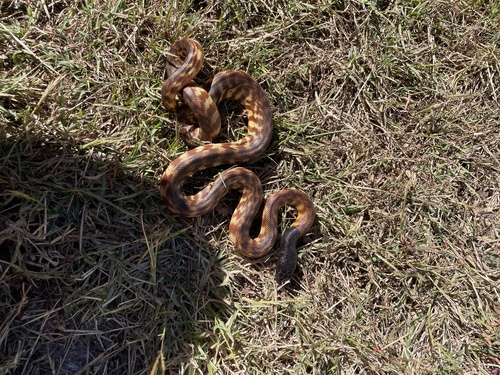 Black-headed Python sighting