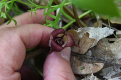 Asarum canadense reflexum