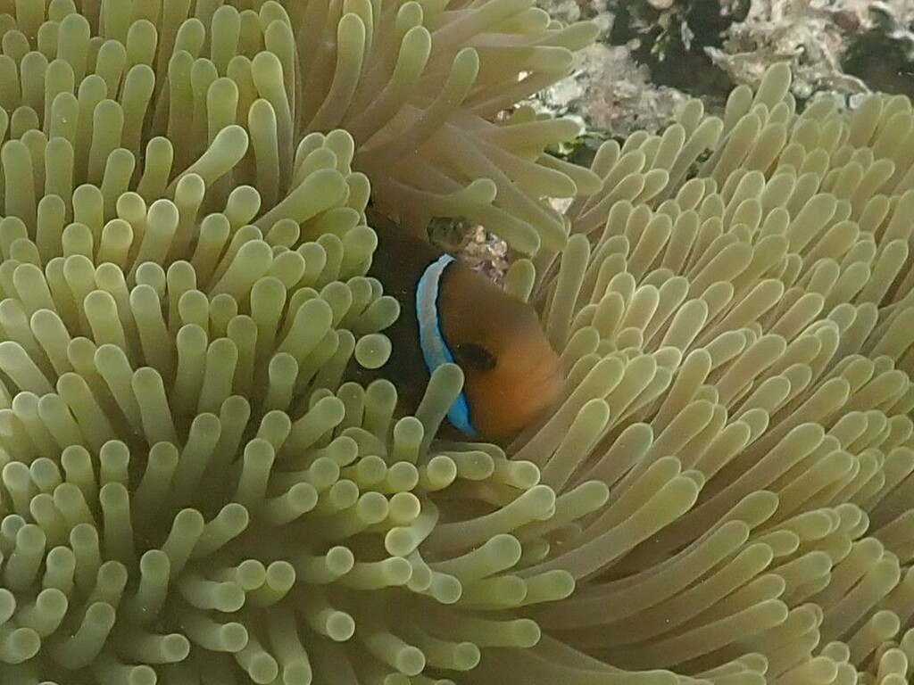 animals