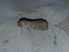 Spodoptera cilium
