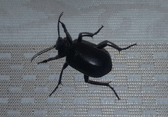 Calosoma olivieri