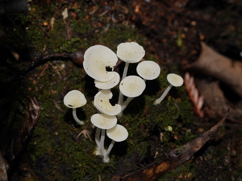 Milky Bonnet
