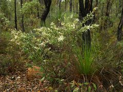 Trymalium ledifolium