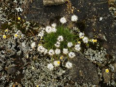 Borya sphaerocephala
