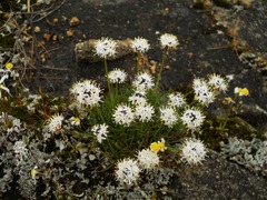 Borya sphaerocephala