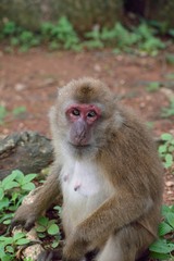 Macaca assamensis