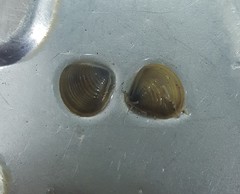 Corbicula fluminea