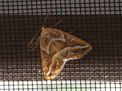 Caripeta angustiorata