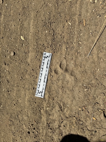 Mountain Lion Tracks – NatureTracking