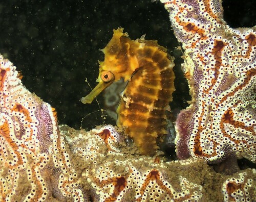 Highcrown seahorse (Hippocampus procerus) — Syngnathidae — 4