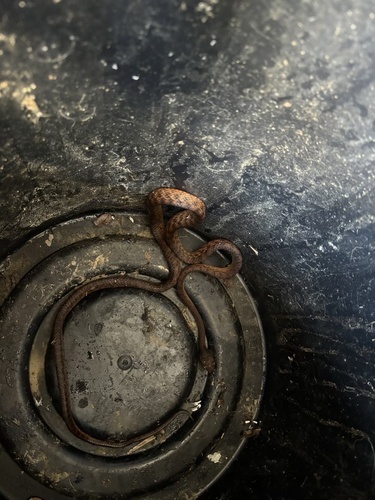 Brown Tree Snake sighting